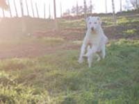 mastino abruzzese